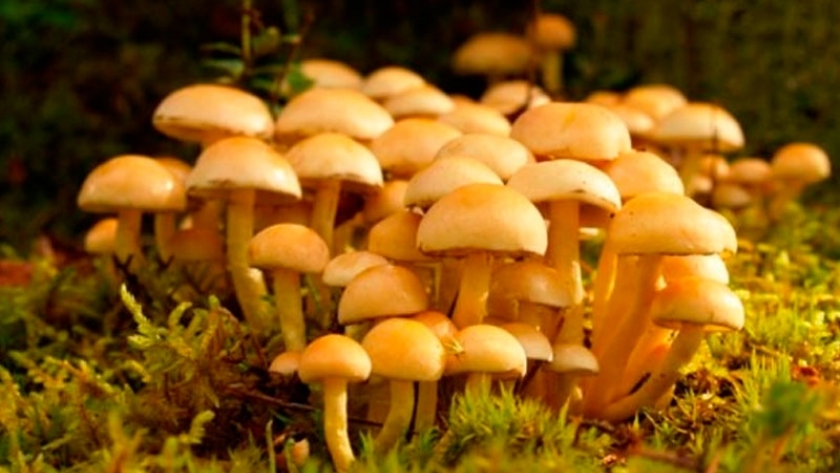 Consumo de hongos, Sólo vale la identificación seria y académica