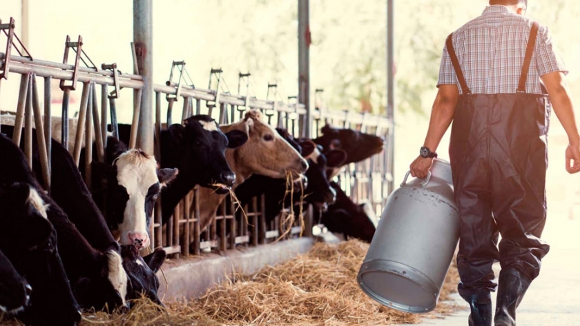 En tambos, el descarte también es alimento