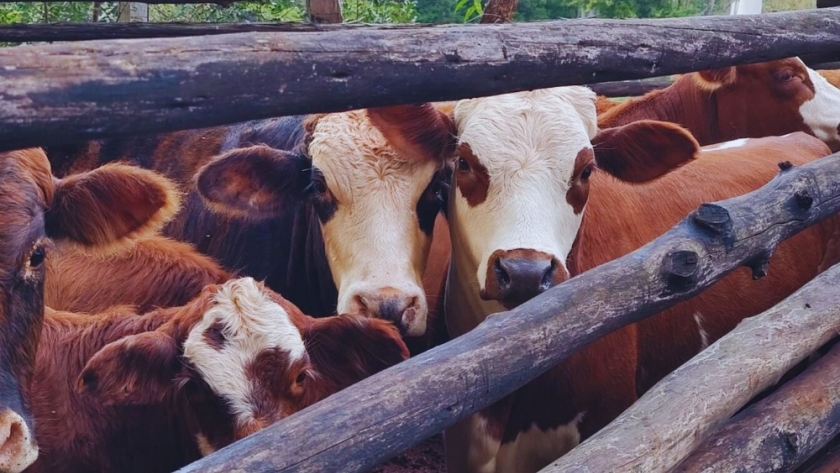 «Los excesos hídricos imprevistos pueden afectar la salud y supervivencia del ganado por estrés animal», advierten desde el INTA