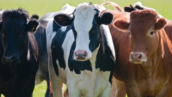 Vacunos: el Mercado Agroganadero de Cañuelas cerró la semana con una suba del 4,70%