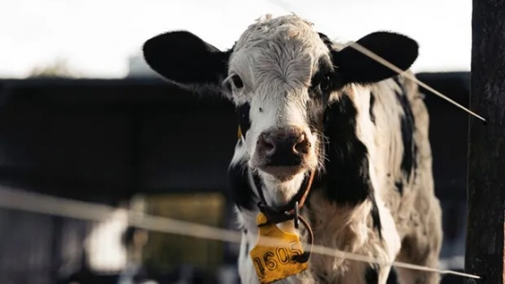 El poder desconocido de los pelos de vacas argentinas: la 