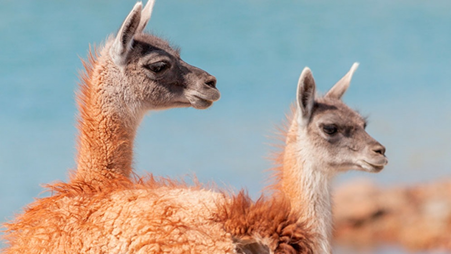 Guanacos y ganadería en tensión: crece la preocupación por el impacto productivo en Santa Cruz