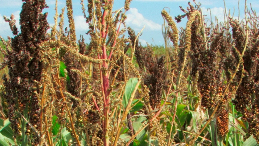 Malezas: ahorro de hasta el 60% en herbicidas con aplicación selectiva