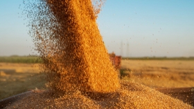 La producción de cereales en España aumentaría un 42% en la campaña 