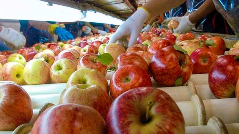 Crecen 18% los stocks de manzanas en cámaras frigoríficas