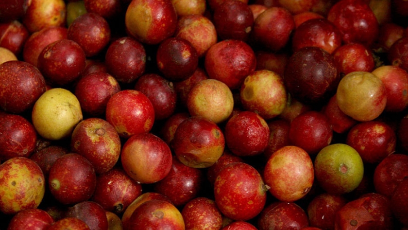 INIA desarrolló más de 600 mil plantones de frutas de alta calidad genético