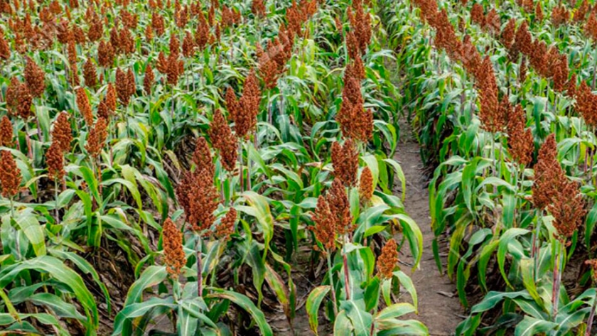 Maizar: balance de 2019 y perspectivas futuras para la cadena del maíz y el sorgo