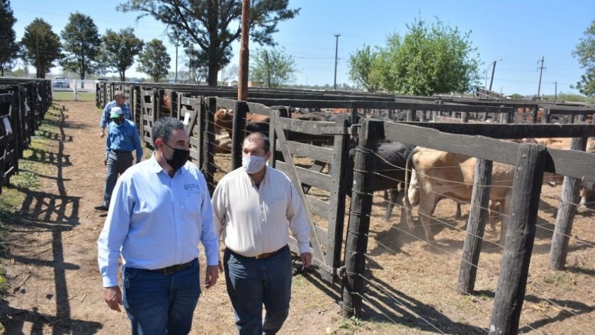 Remates ganaderos chaqueños: Este año serán más de 700 los pequeños productores que accederán a beneficios