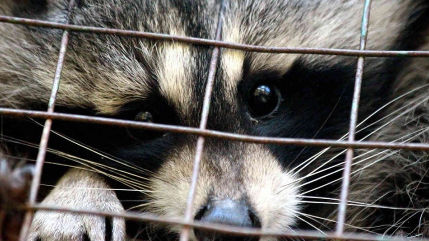 Se realizó un control en Entre Ríos contra el tráfico de fauna y la caza furtiva