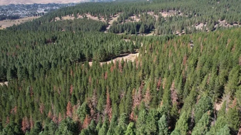 Alerta en la Patagonia por el avance de la avispa sirex sobre el 80% de las plantaciones forestales