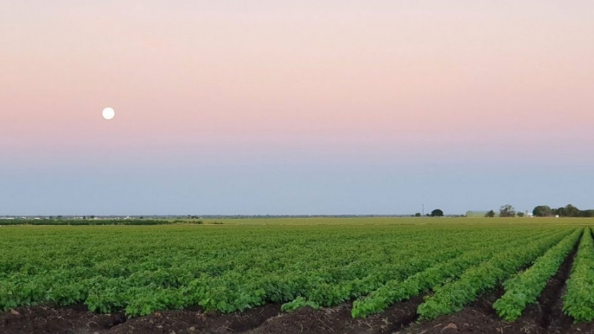 Actualización de legumbres: los valores despegan ante las preocupaciones de seguridad alimentaria