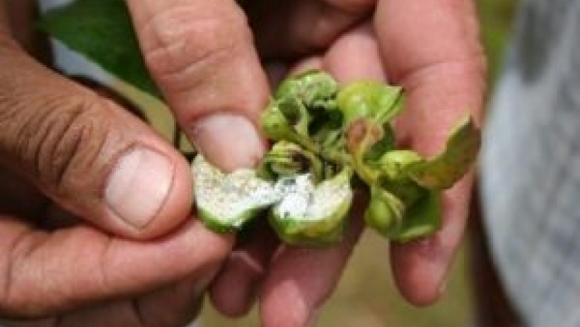 Plantaciones de yerba se ven afectadas por una plaga que genera disminución de la producción pero no contamina las plantas