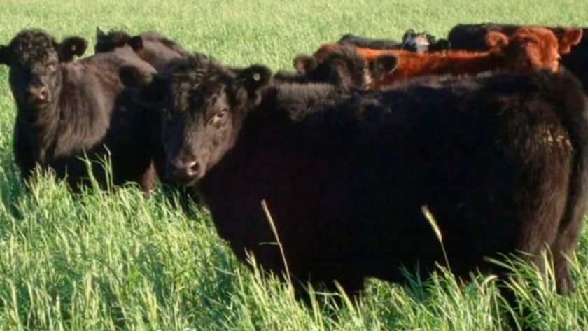 ¿Se puede duplicar la producción de carne con verdeos de invierno?