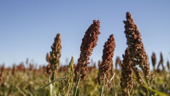 Argentina actualiza la norma de comercialización de sorgo para fortalecer exportaciones a China