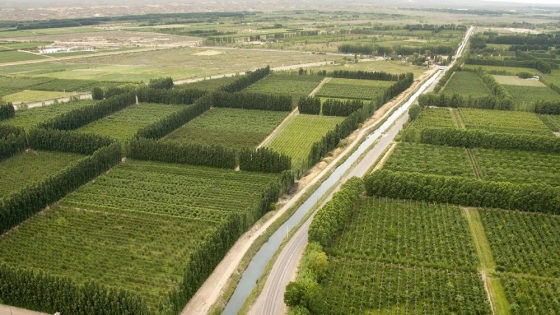 Enoturismo en Neuquén: bodegas, paisajes y vinos únicos