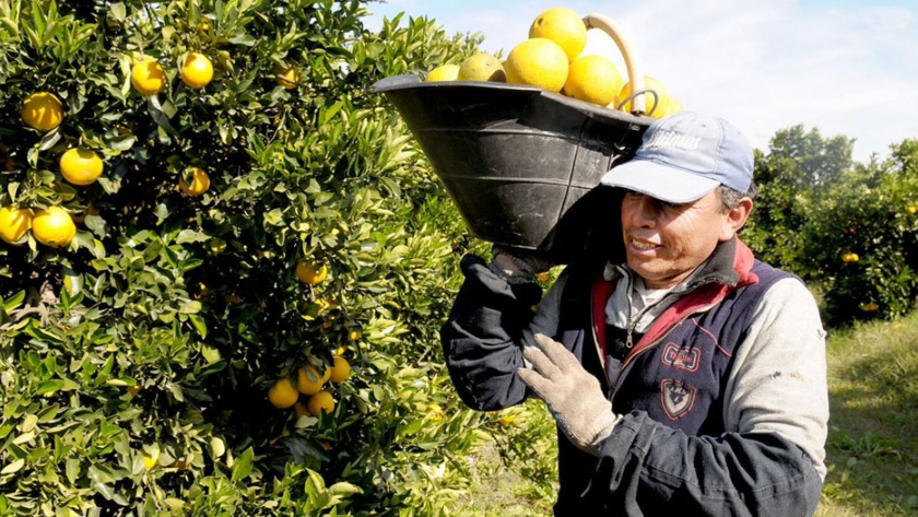 Estiman que la producción de citrus cayó un 40% esta temporada