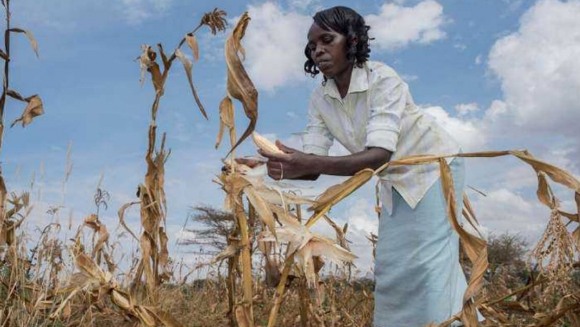 La organización africana de alimentos no cumple la promesa de duplicar los rendimientos