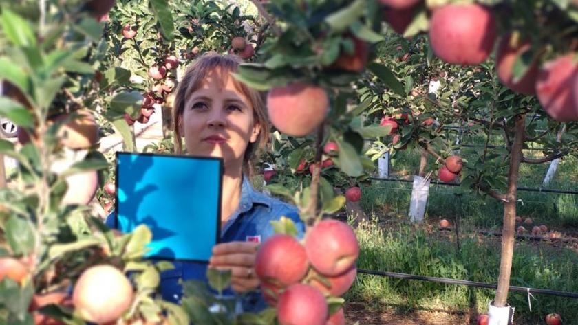 Evalúan el uso de imágenes digitales para calcular rindes frutícolas