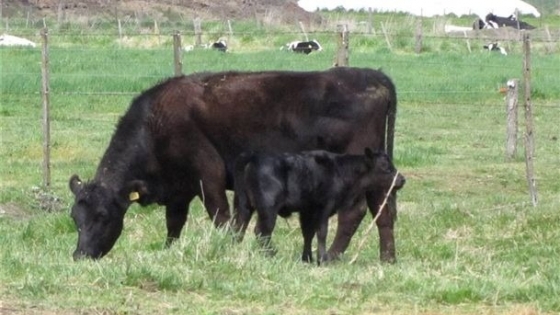 La ganadería retiene vientres: cae la oferta de terneras y baja la faena de vacas
