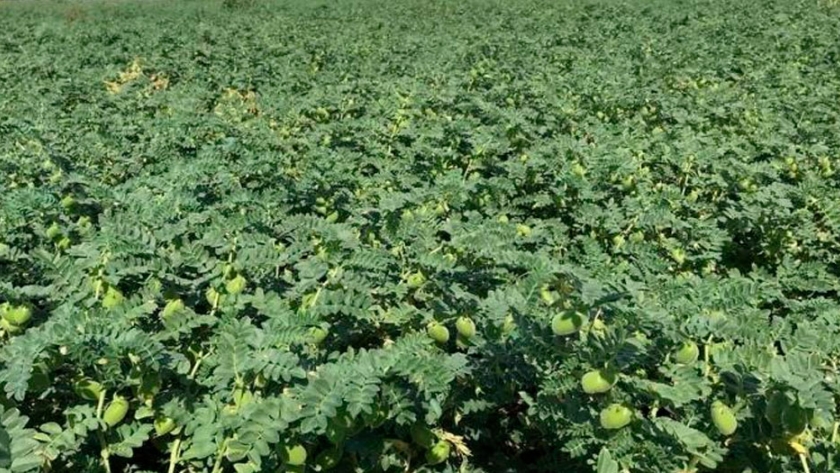 Con marca propia, el garbanzo cordobés gana mercados