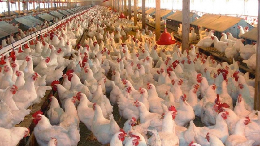 Uso prudente de antibióticos en avicultura