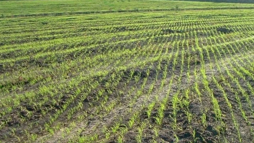Entre Ríos proyecta la menor área de arroz de los últimos 20 años