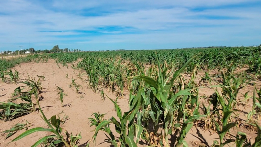 «La agricultura argentina debe comenzar a adaptarse a un cambio estructural del régimen pluvial»