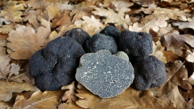 Trufa del desierto: el cultivo que regenera suelos áridos