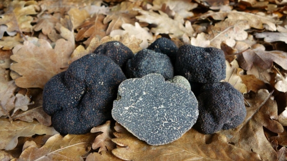 Trufa del desierto: el cultivo que regenera suelos áridos