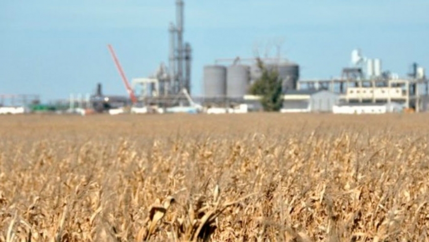 En los últimos 50 años: Argentina multiplicó 3 veces más su producción de maíz que el resto del mundo