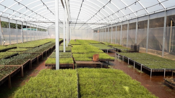 El Senasa actualiza las reglas fitosanitarias y endurece los controles sobre viveros y plantas en todo el país