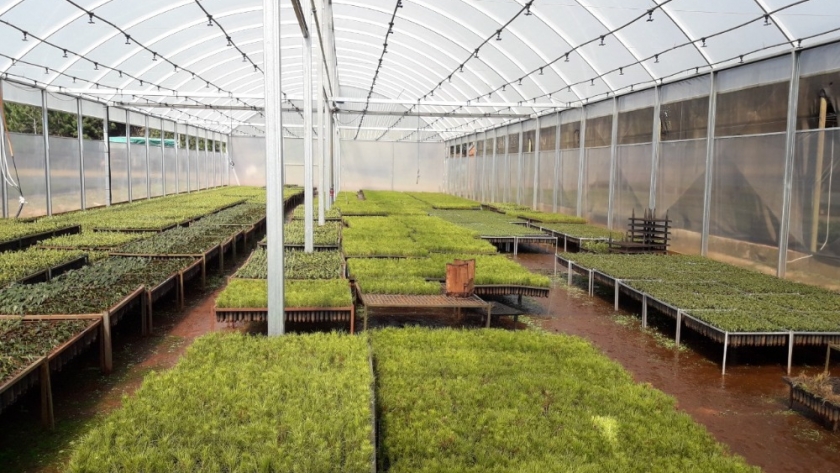 El Senasa actualiza las reglas fitosanitarias y endurece los controles sobre viveros y plantas en todo el país