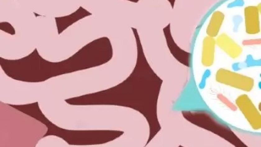 Conociendo a la microbiota intestinal