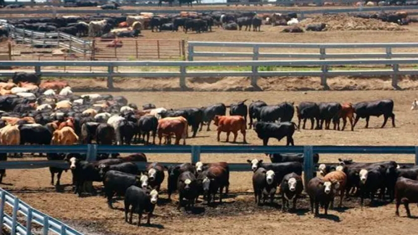 Feedlot: kilos de carne, energía y fertilizantes