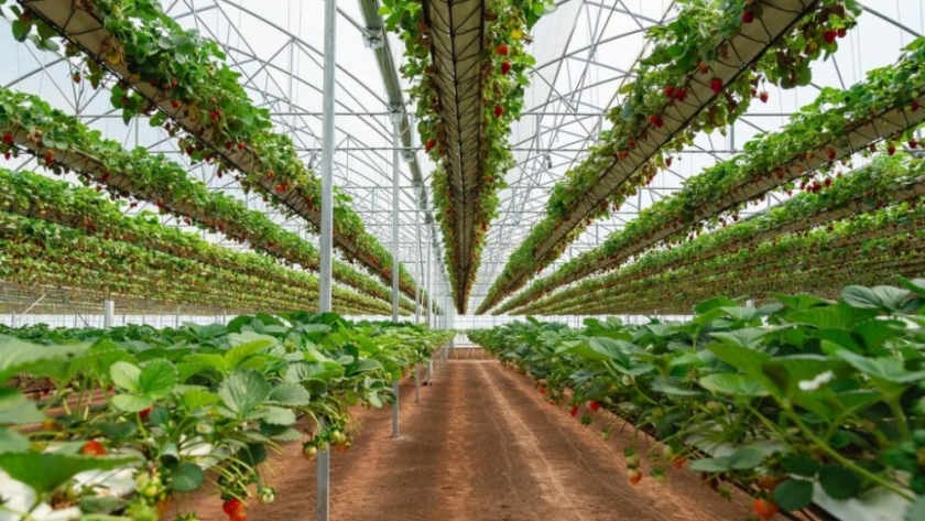 Granos, papa, maní, nueces, olivos, frutillas y carne: cómo se adaptan y qué oportunidades hay detrás de los proyectos de ADBlick Agro
