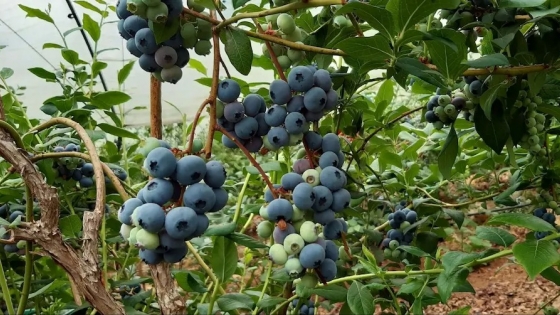 Récord de exportaciones de arándanos desde Entre Ríos refuerza el posicionamiento argentino en mercados internacionales