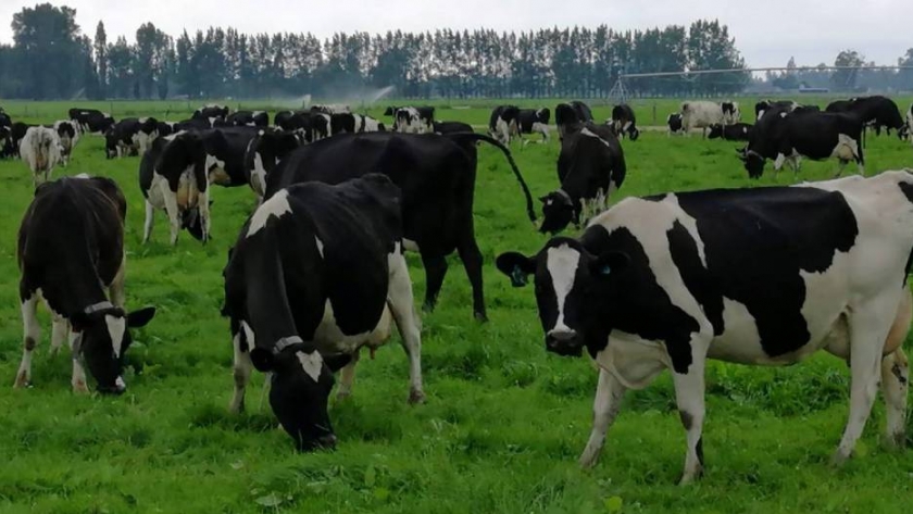 Granja inteligente: cuando la tecnología está al servicio de las ganancias genéticas