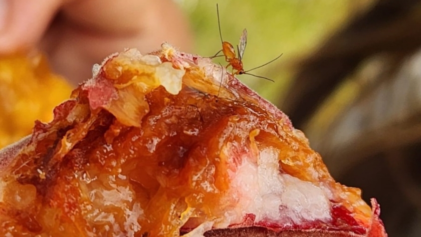 San Juan libera insectos biocontroladores para combatir la mosca de los frutos