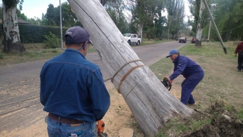 Vialidad Mendoza quitó 18 árboles caídos en San Rafael y General Alvear derribados por el fuerte viento de la madrugada