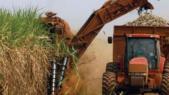 Avanza exitosamente la zafra en la provincia de Tucumán