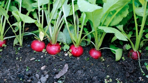 7 Cultivos que cosecharas en menos de 60 días