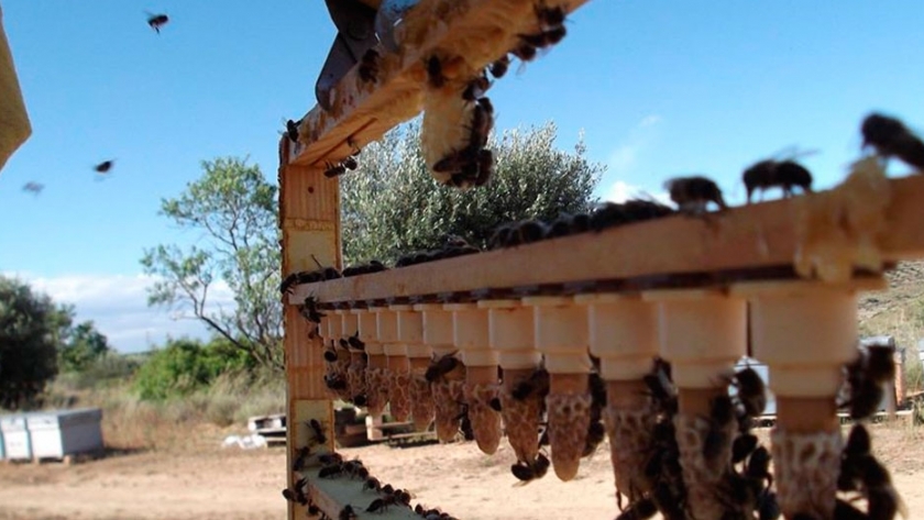 Abejas reina: desde La Pampa exportarán 5000 ejemplares a Europa