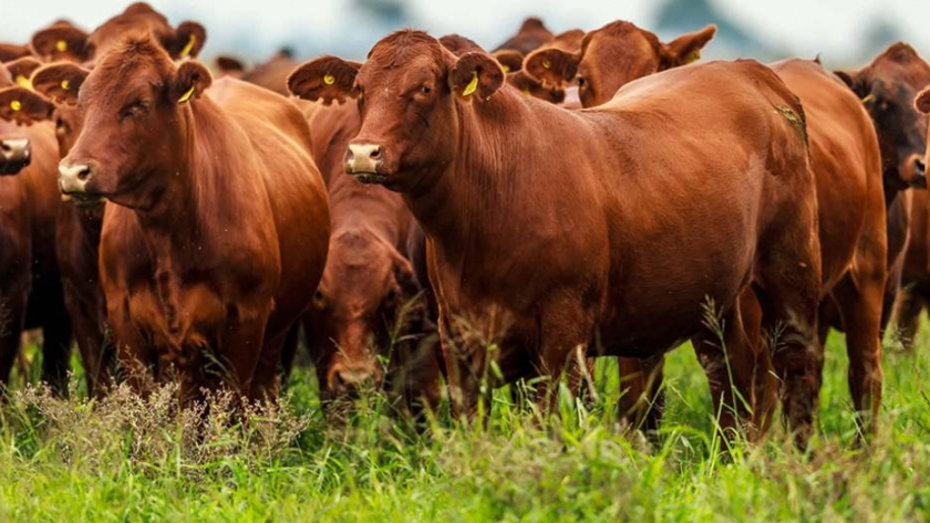 Bovinos: disminuye la faena de hembras y aumenta la de machos