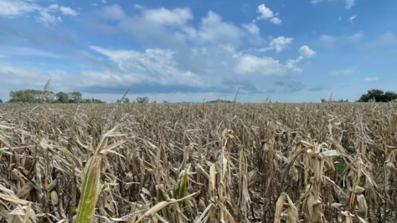 Retraso en la cosecha de maíz: lluvias prolongadas generan incertidumbre en el sector agropecuario