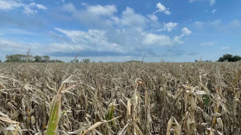 Retraso en la cosecha de maíz: lluvias prolongadas generan incertidumbre en el sector agropecuario