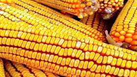AgTech: tecnologías para lograr el máximo potencial en maíz