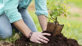 Compromiso con el futuro: Plantarán un millón de árboles para reducir la huella de carbono