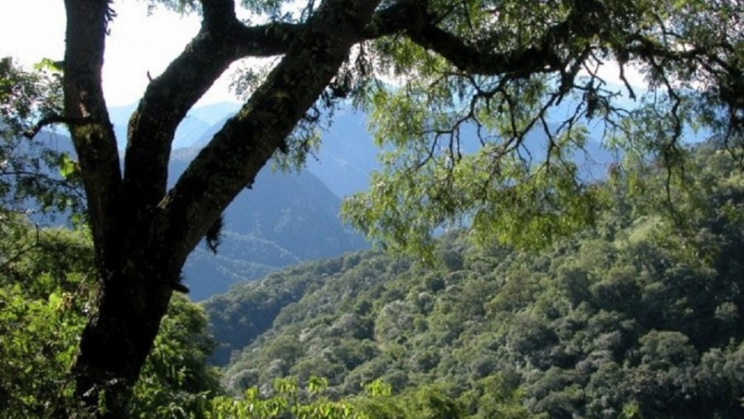 Chubut convoca a la presentación de proyectos en el marco de la Ley de Bosques