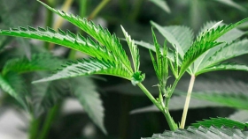 Nuevos acuerdos para para capacitar al personal de salud en terapias con uso de cannabis