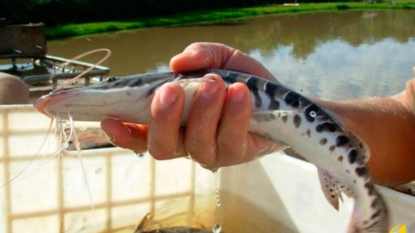 Cultivo de peces, un negocio sustentable que trae surubí, dorado y pacú a la mesa de los argentinos